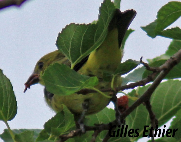 Scarlet Tanager - Gilles Ethier