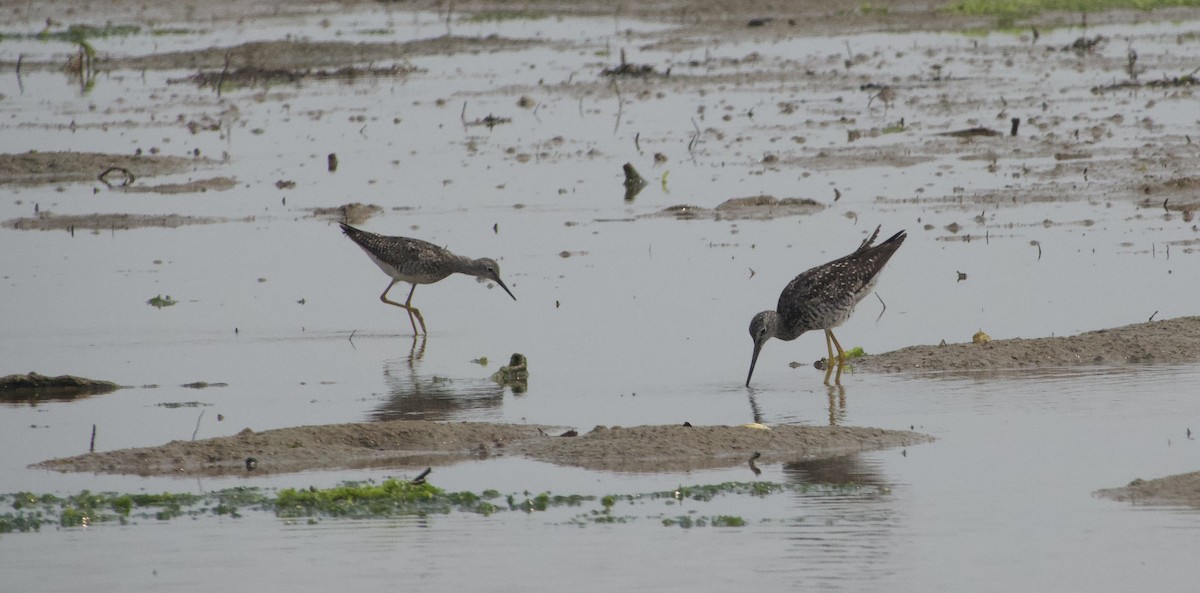 Lesser Yellowlegs - ML356180961