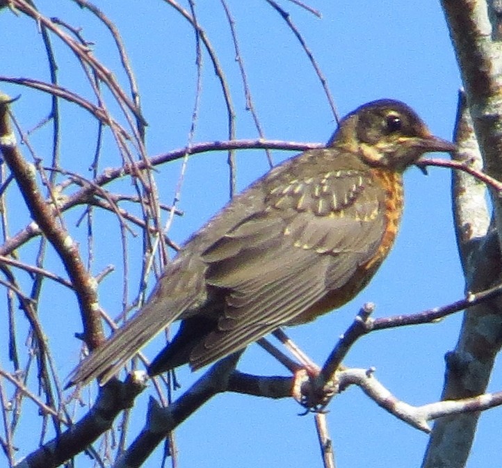 American Robin - Bill Denham