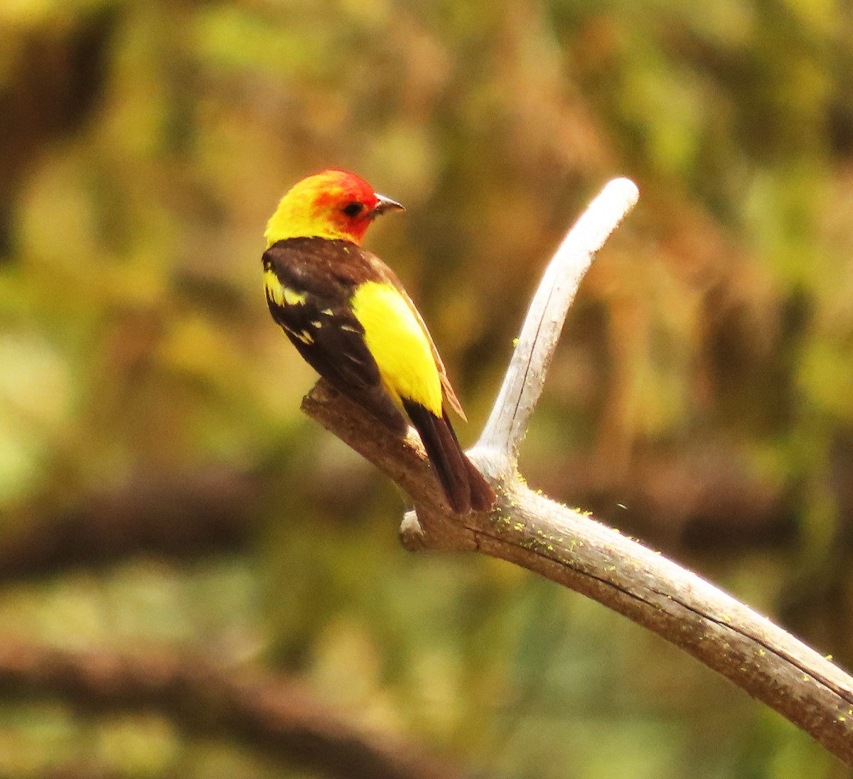 Western Tanager - ML356181981