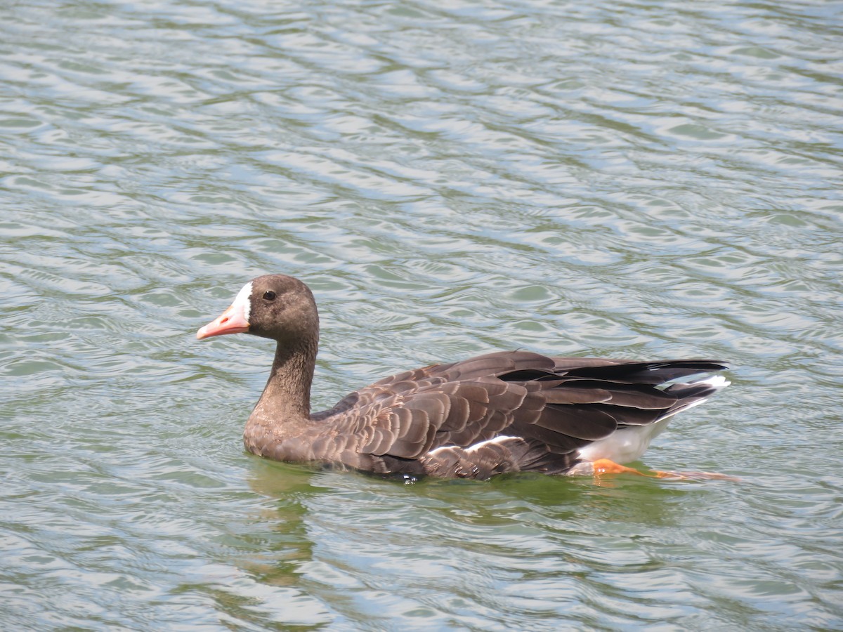 Greater White-fronted Goose - Ed Stonick