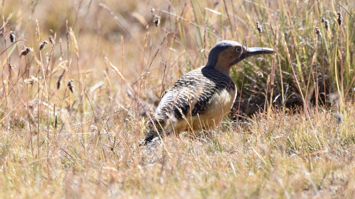 Andean Flicker - ML356183551