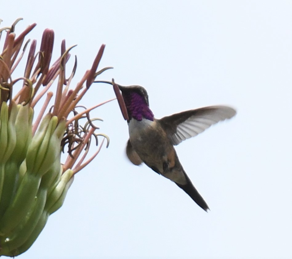 Lucifer Hummingbird - ML356183621