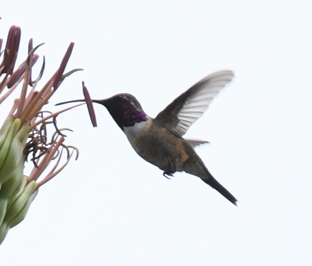 Colibrí Luminoso - ML356183671