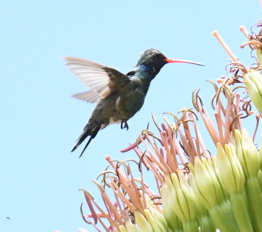 Broad-billed Hummingbird - Joe Girgente