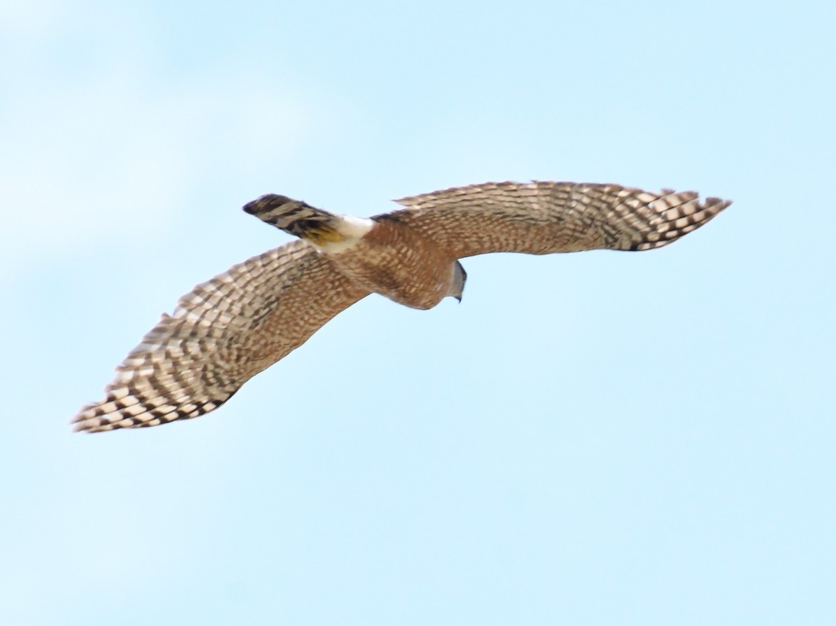 Cooper's Hawk - ML356183721