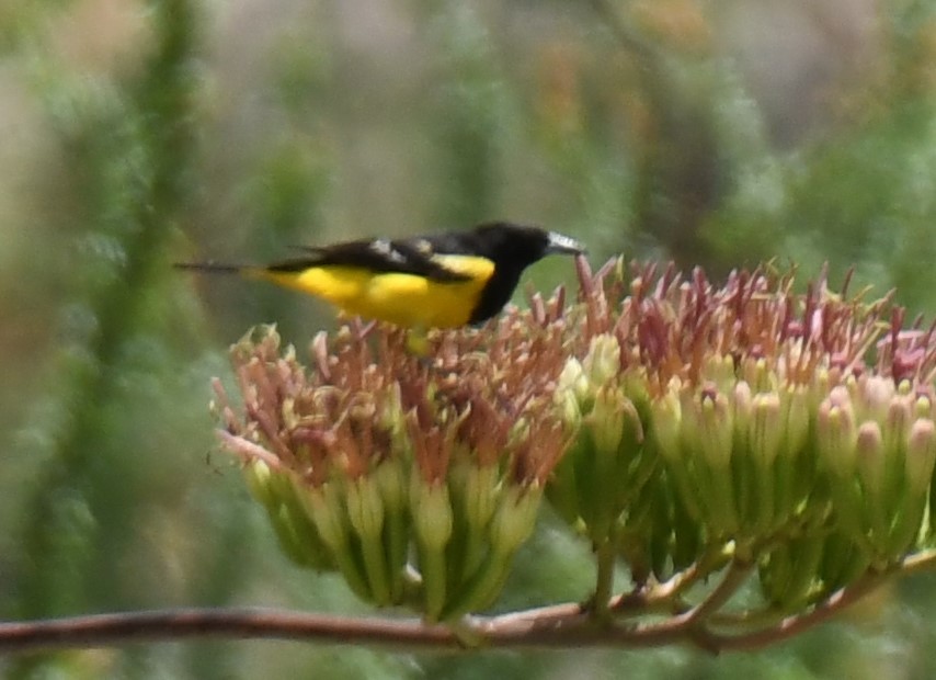 Scott's Oriole - Joe Girgente