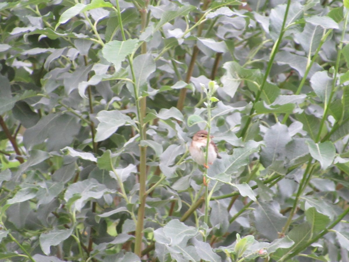 Willow Warbler - Maria Årdal