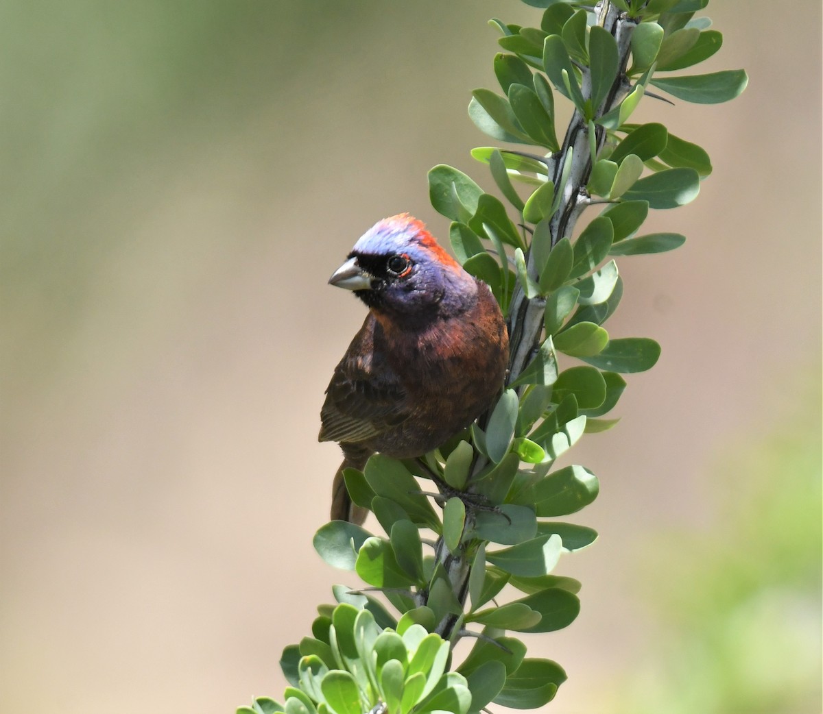 Varied Bunting - ML356183901