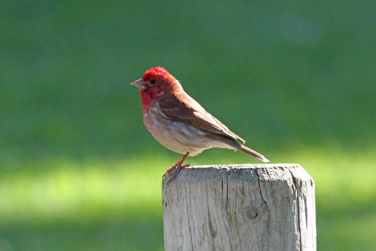 Purple Finch - ML35618431