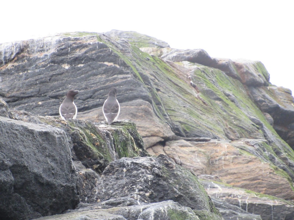 Razorbill - Maria Årdal