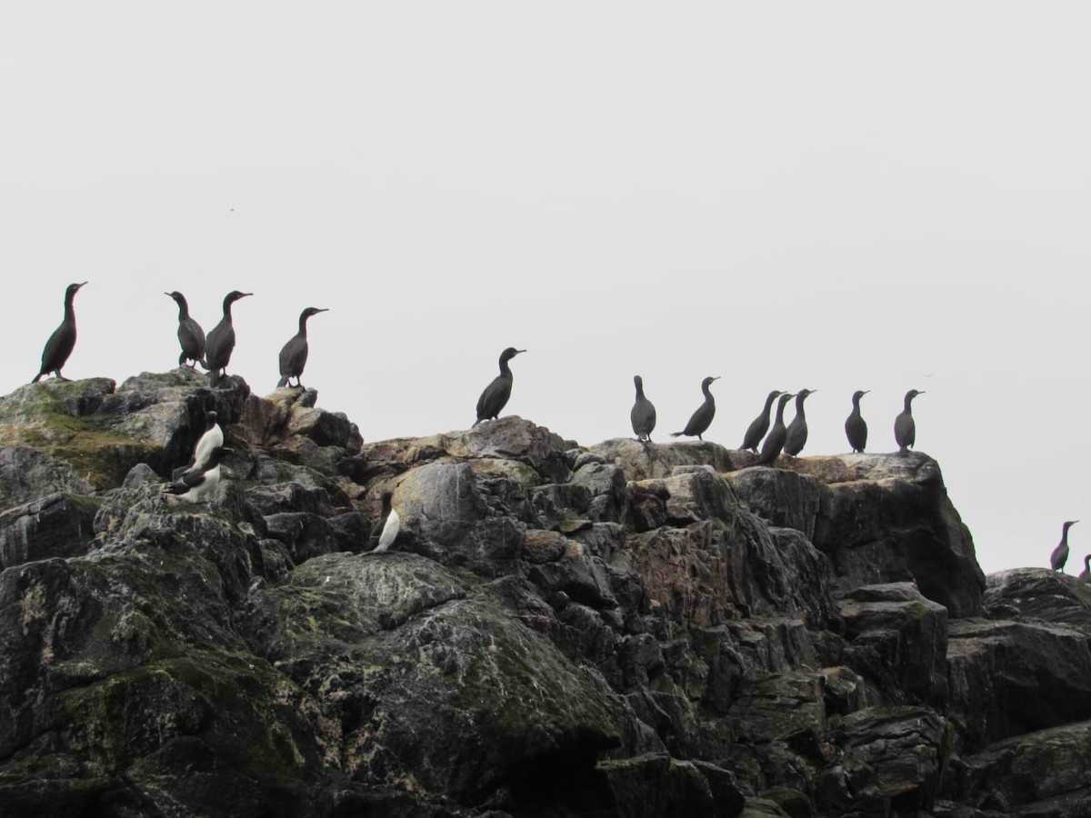 Great Cormorant - Maria Årdal