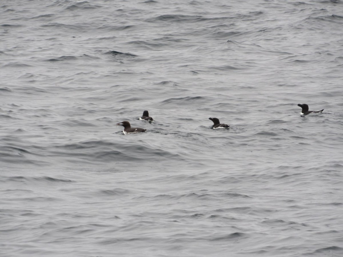 Common Murre - Maria Årdal