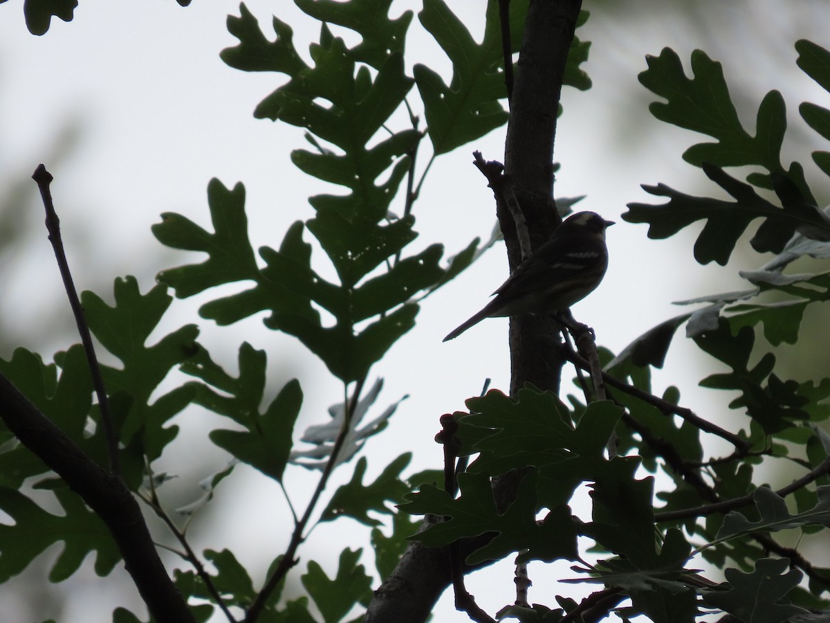 Black-throated Gray Warbler - ML356185041