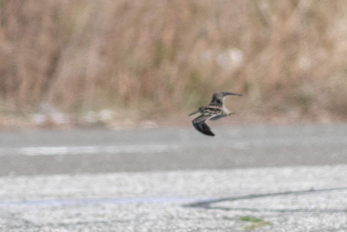 Wilson's Snipe - ML356186621