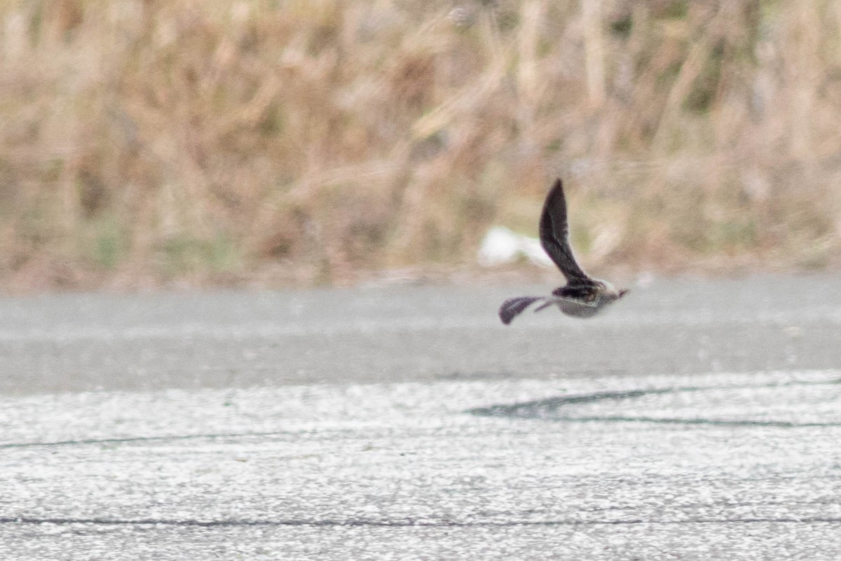 Wilson's Snipe - ML356186671