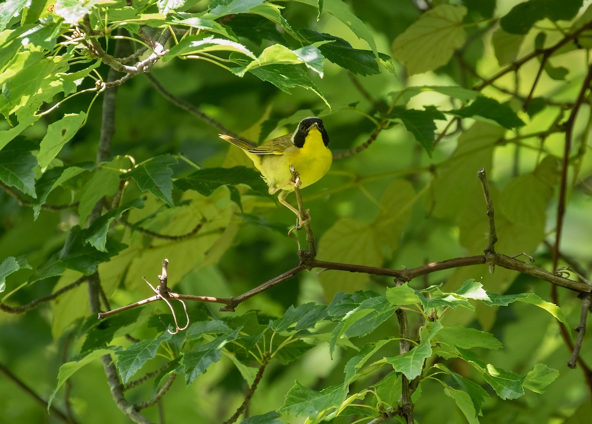 Common Yellowthroat - Richard  Davis