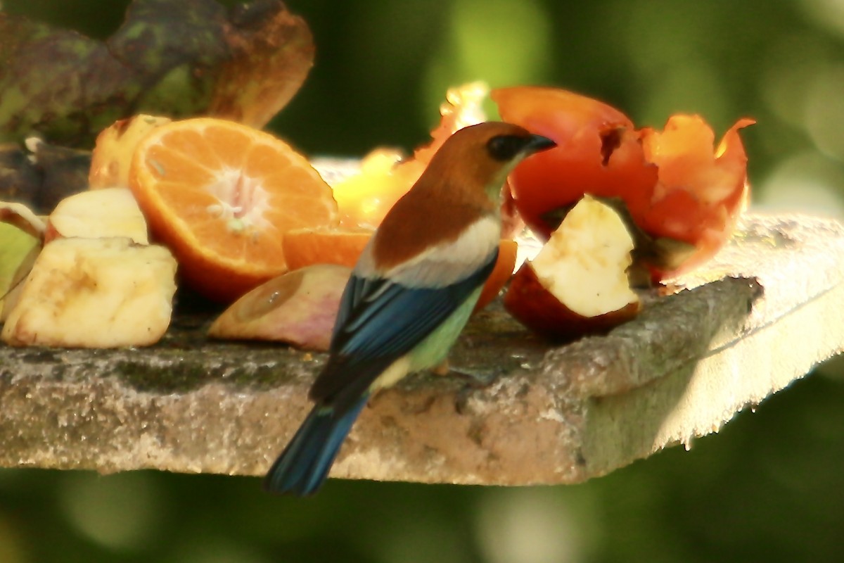 Chestnut-backed Tanager - ML356188381