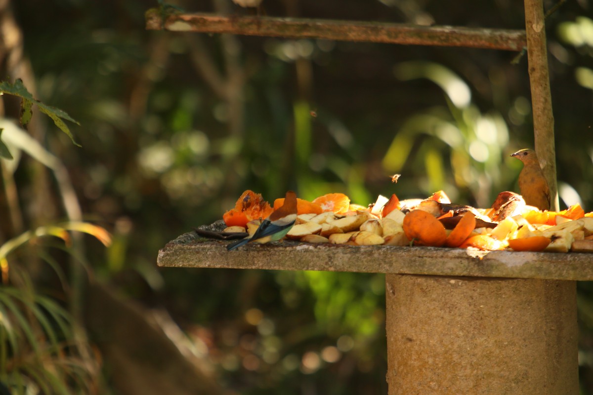 Chestnut-backed Tanager - ML356188421