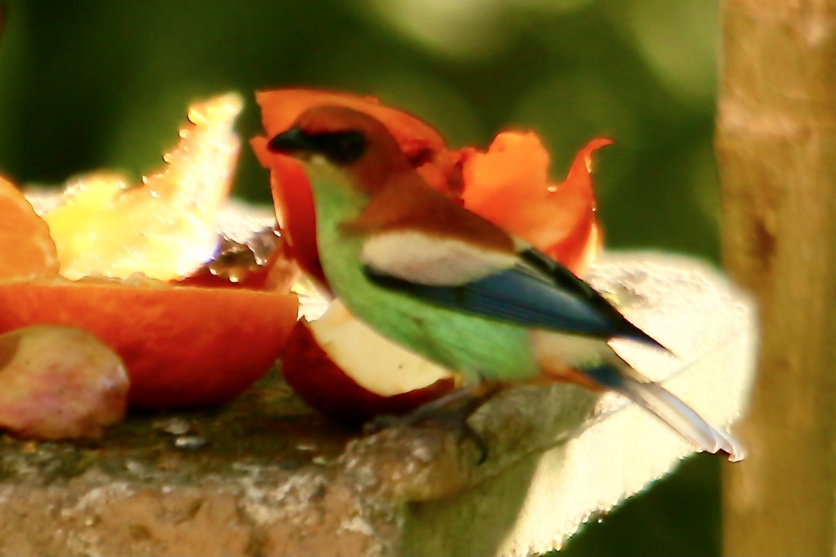 Chestnut-backed Tanager - ML356188571