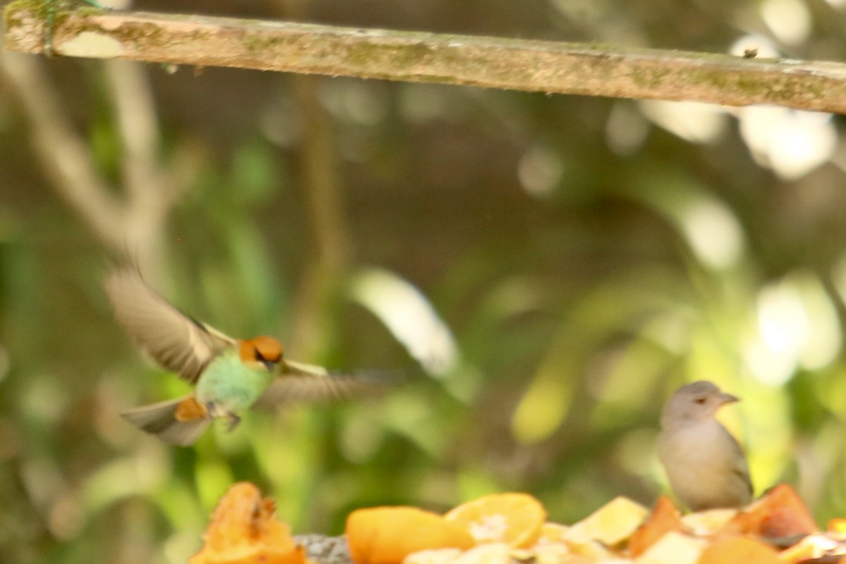 Chestnut-backed Tanager - ML356188581