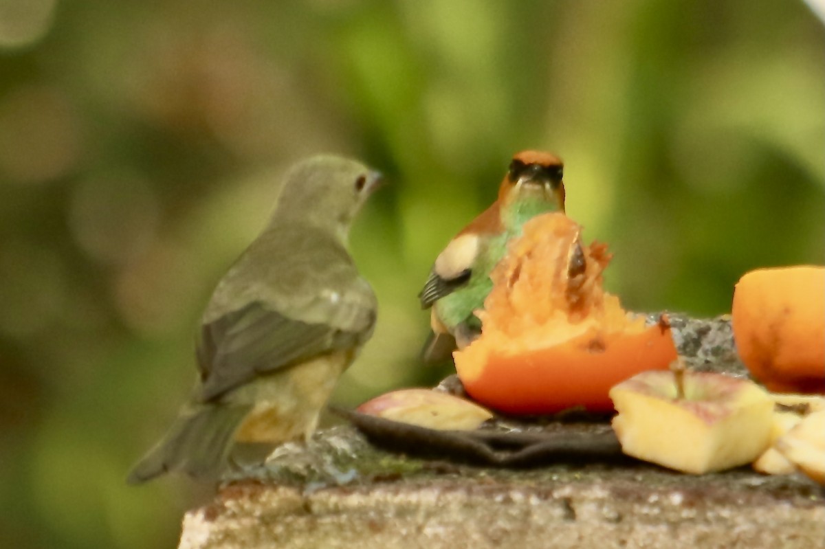 Chestnut-backed Tanager - Clarisse Odebrecht