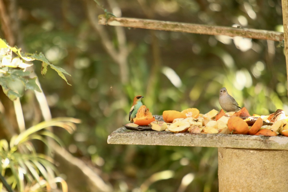 Chestnut-backed Tanager - ML356188621