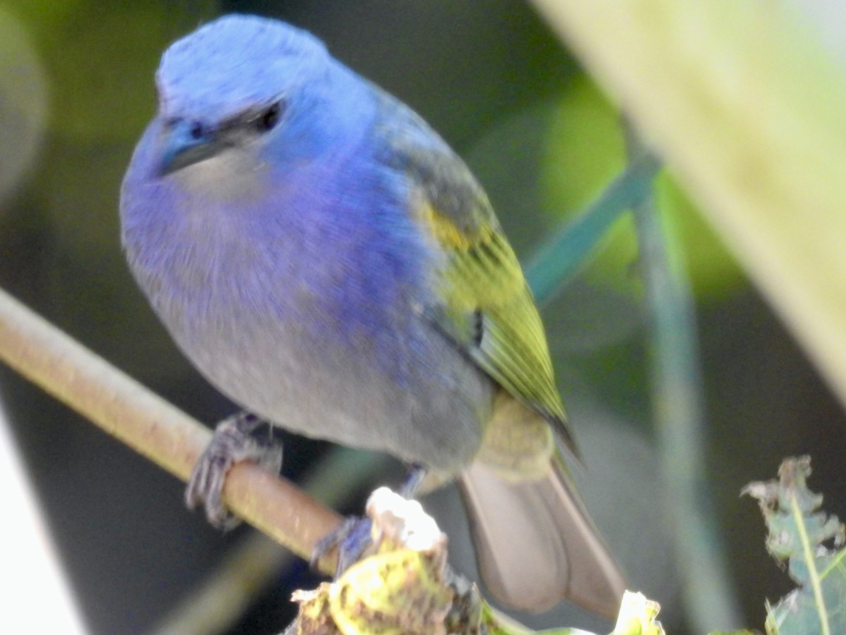 Golden-chevroned Tanager - ML356188671