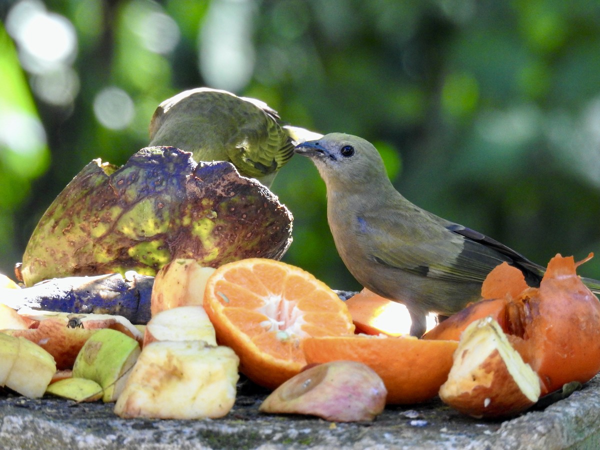 Palm Tanager - ML356188881