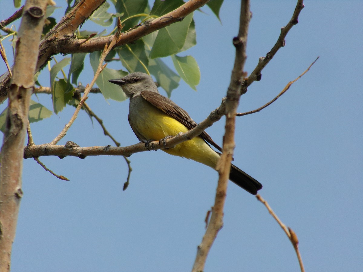 Western Kingbird - Phill and Lis Henry