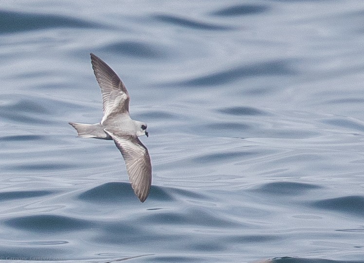 Fork-tailed Storm-Petrel - ML35619141