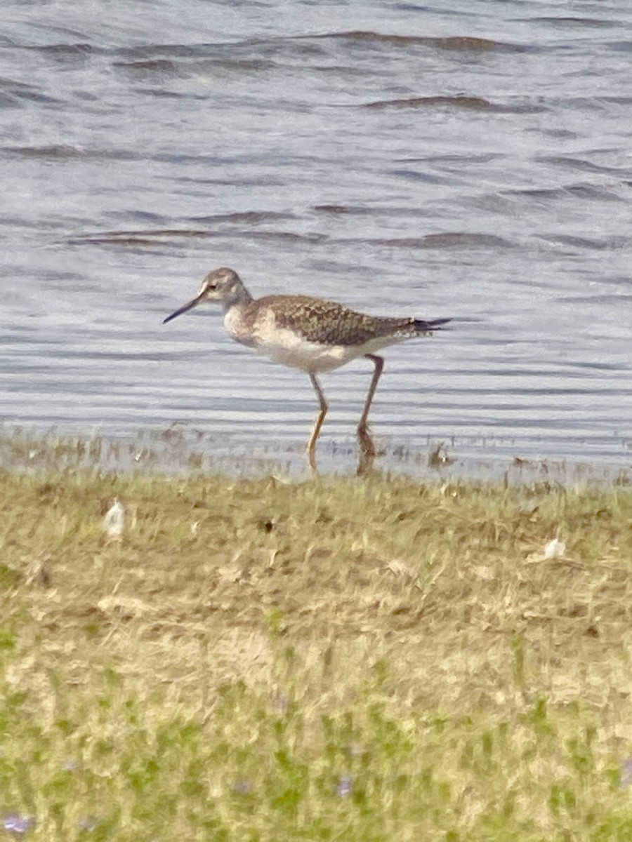 Greater Yellowlegs - ML356191841