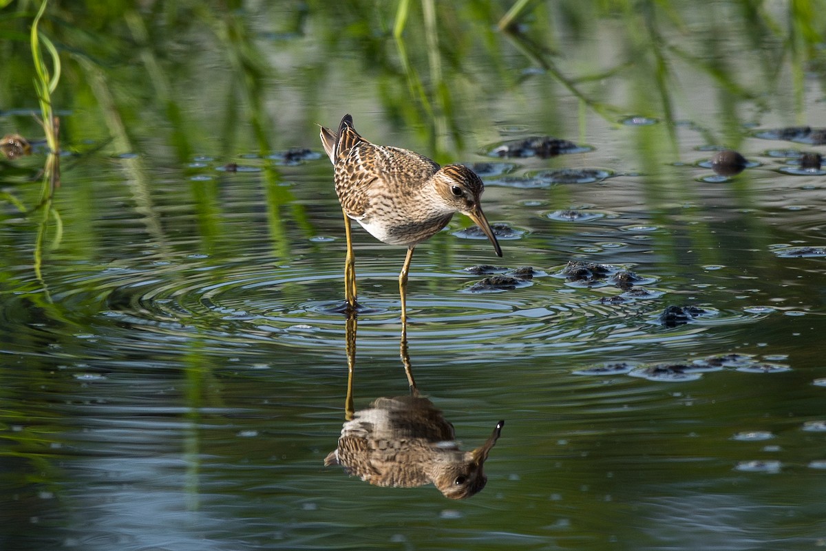 Pectoral Sandpiper - Apolinar Basora