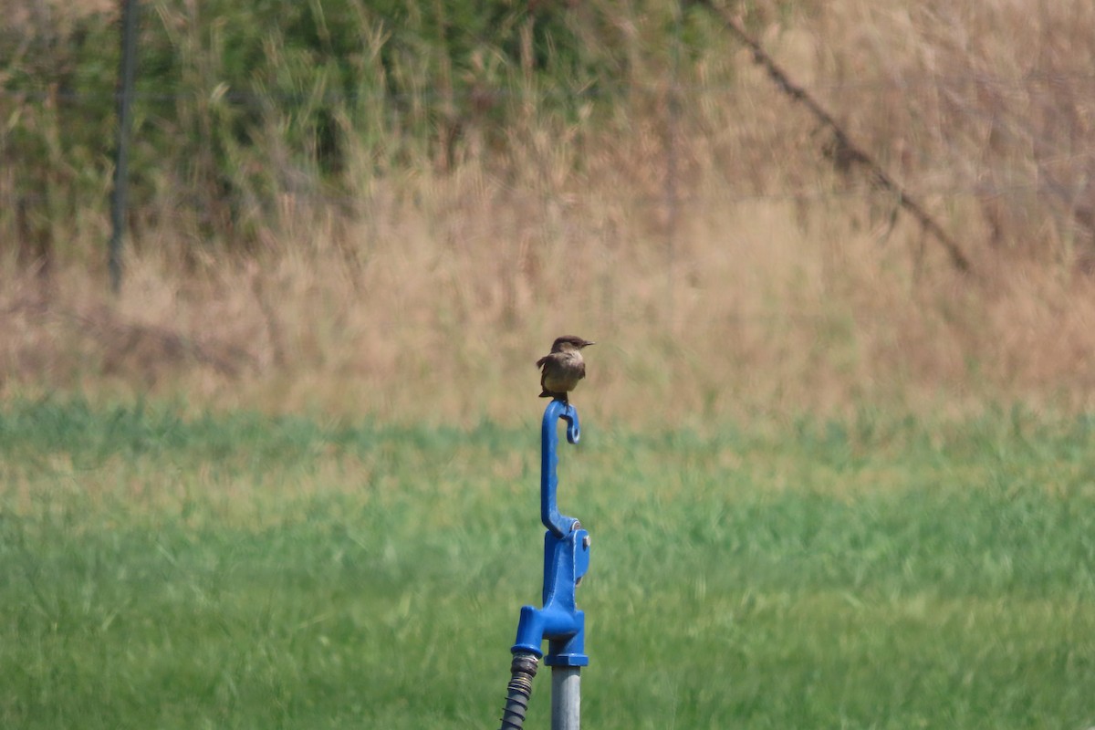 Say's Phoebe - ML356191951