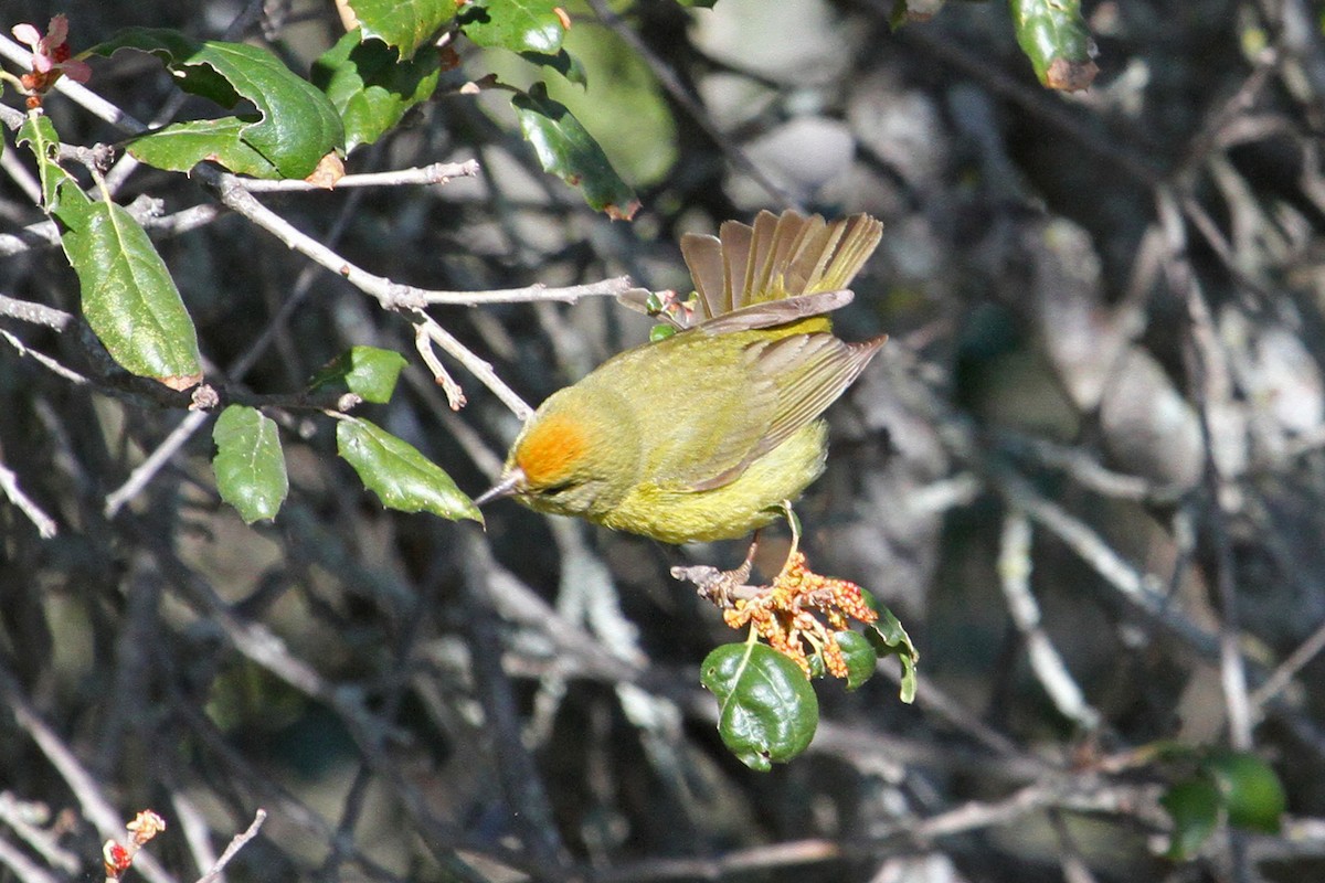 Orange-crowned Warbler (lutescens) - Jamie Chavez