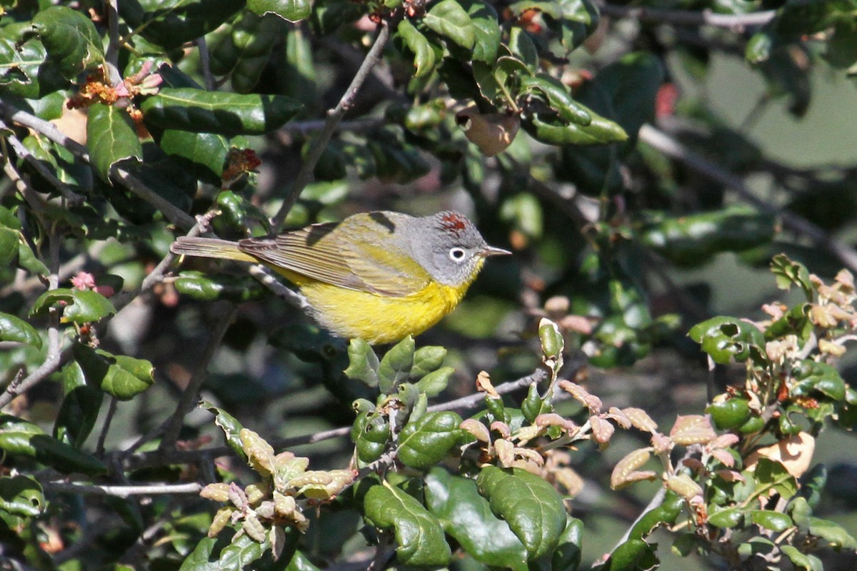 Nashville Warbler - Jamie Chavez