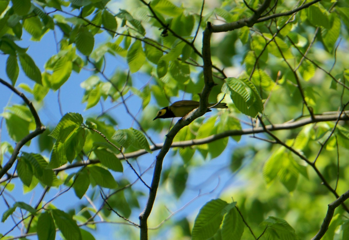 Hooded Warbler - ML356194781