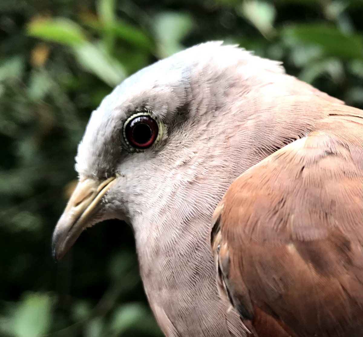 Ruddy Ground Dove - ML356198581