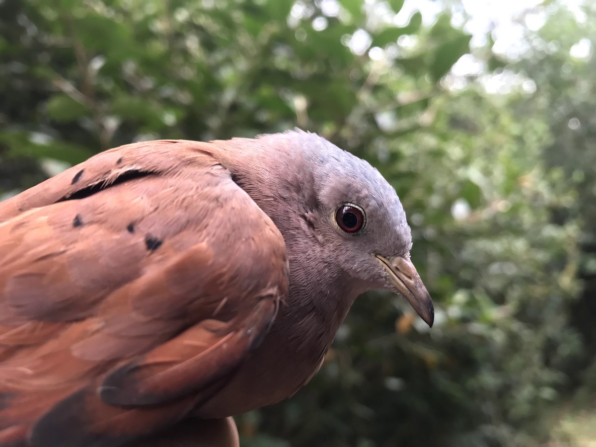 Ruddy Ground Dove - ML356198591