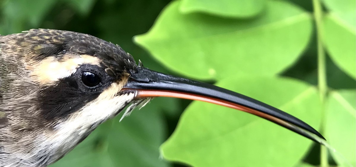 Pale-bellied Hermit - ML356198841