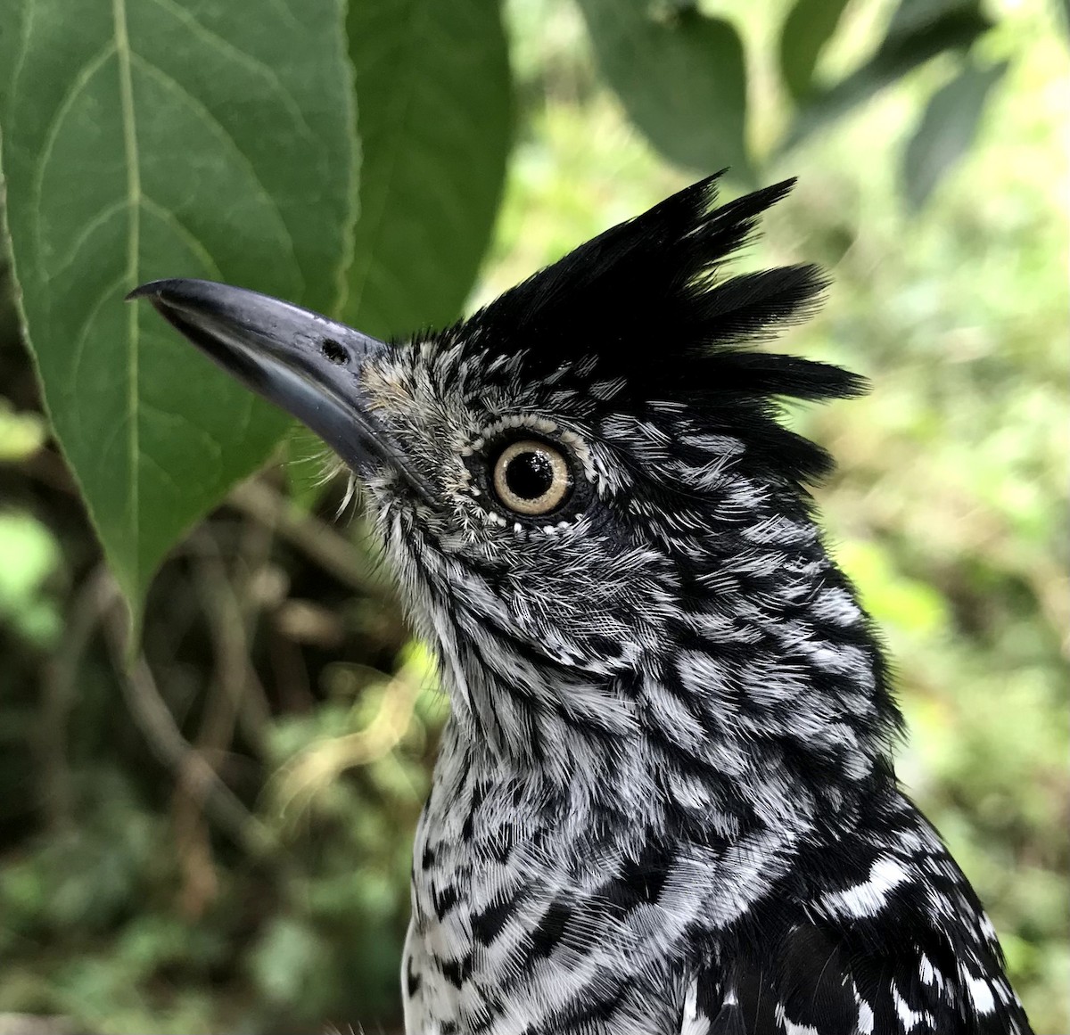 Barred Antshrike - ML356198991