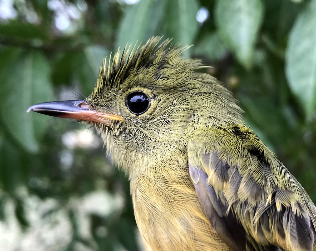 Ochre-bellied Flycatcher - ML356199031