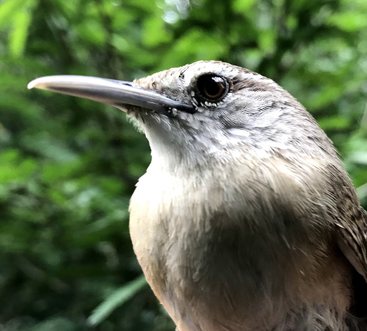 Buff-breasted Wren - ML356199151