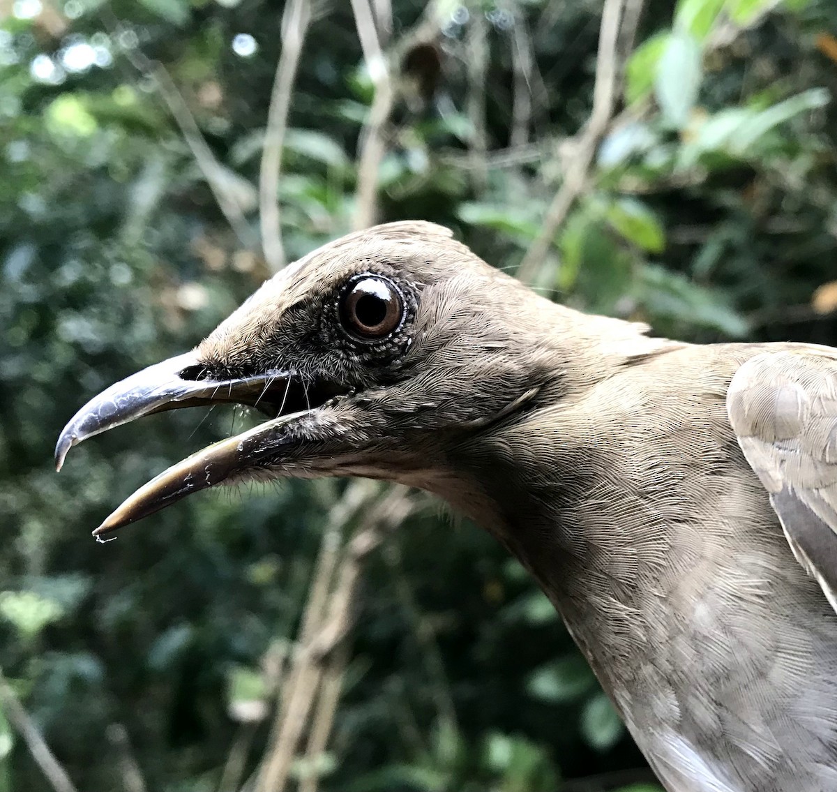 Black-billed Thrush - ML356199241