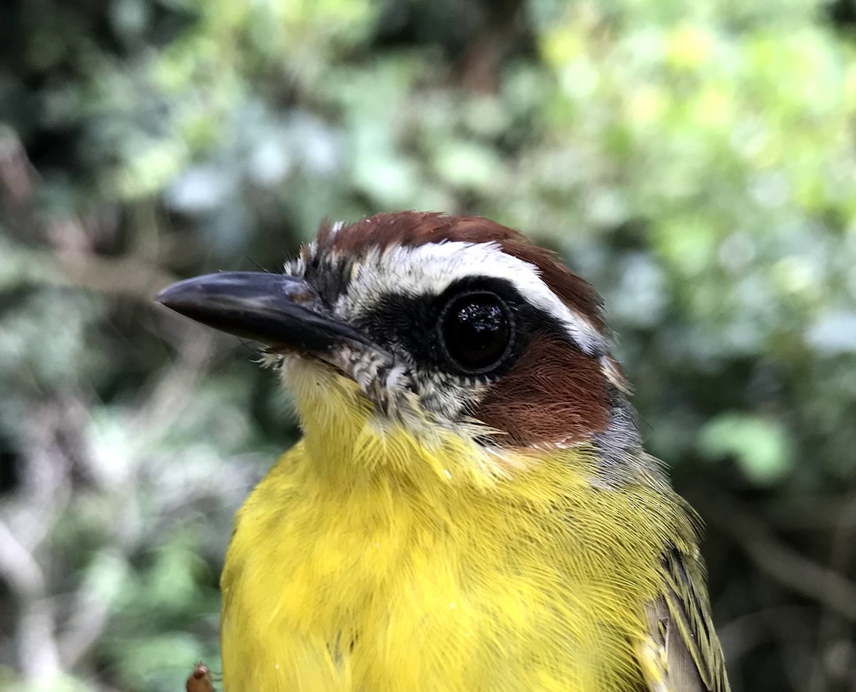 Chestnut-capped Warbler - YAIR GUILLERMO MOLINA MARTINEZ