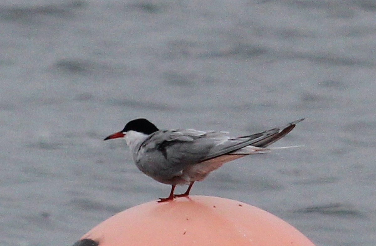 Common Tern - ML356199411