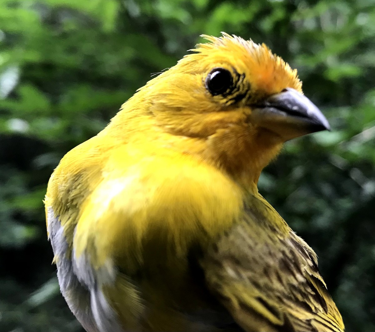 Saffron Finch - ML356199481