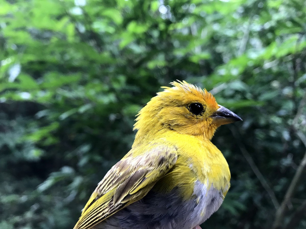 Saffron Finch - ML356199491