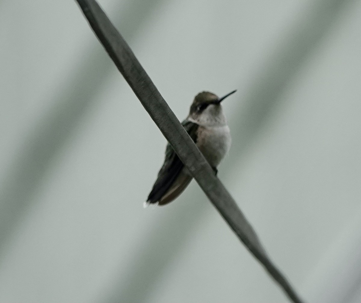 Ruby-throated Hummingbird - ML356200201