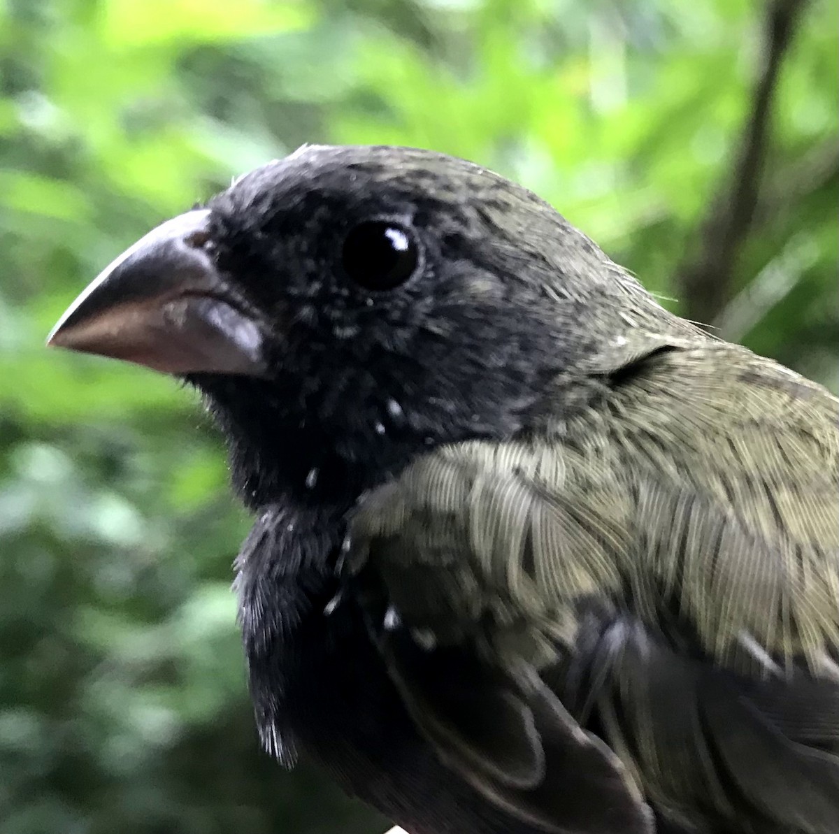 Black-faced Grassquit - ML356201261